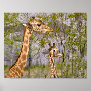 Poster Duas girafas comendo grama