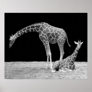 Poster Duas Girafas em Preto e Branco