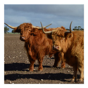 Pôster Duas Grandes Vacas Marrons Em Highland,