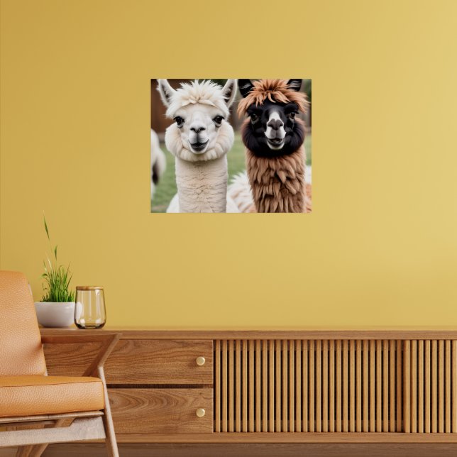 Poster Duas Lhamas (Sala de Estar 2)