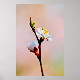 Poster Duas Lindas Flores Japonesas Apricot