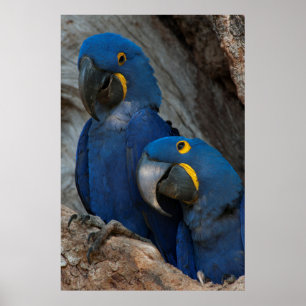 Poster Duas Macaws Hyacinth