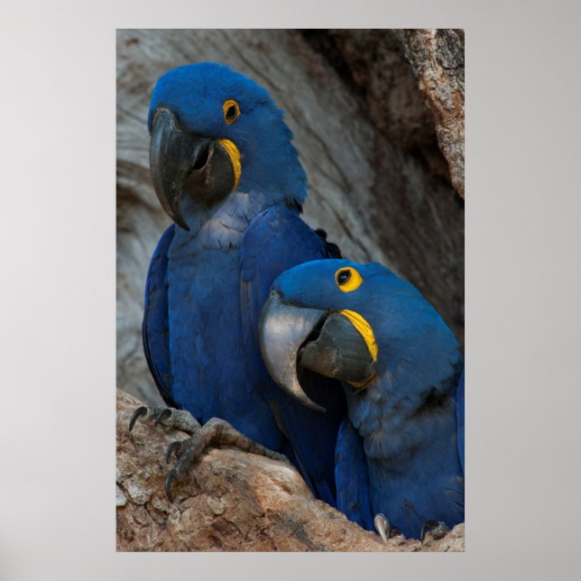 Poster Duas Macaws Hyacinth (Frente)