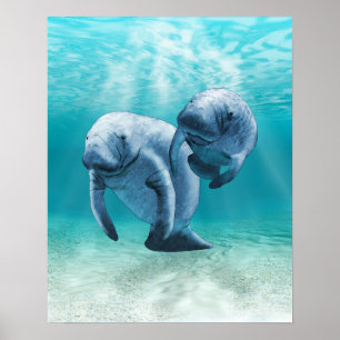 Pôster Duas Nadações de Manateus