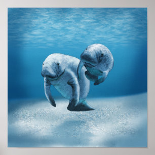 Poster Duas Nadações de Manateus