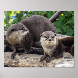 Pôster Duas Otters Geladas | Outra