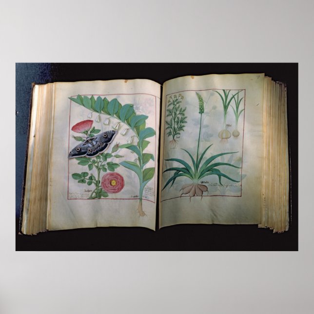 Pôster Duas páginas representando Rosa e Alho (Frente)