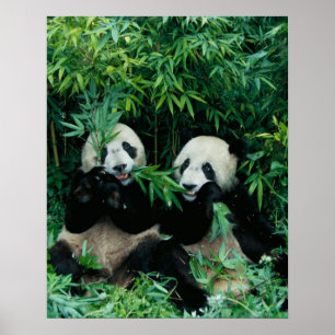 Pôster Duas pandas que comem o bambu junto, Wolong, 2