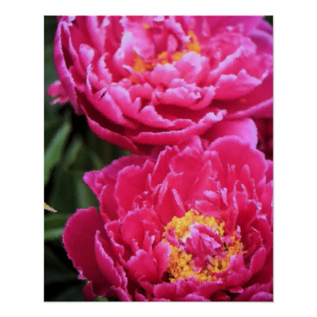 Pôster Duas Pinturas de Sangue de Peony Fuchsia (Frente)