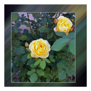 Pôster duas rosas amarelas