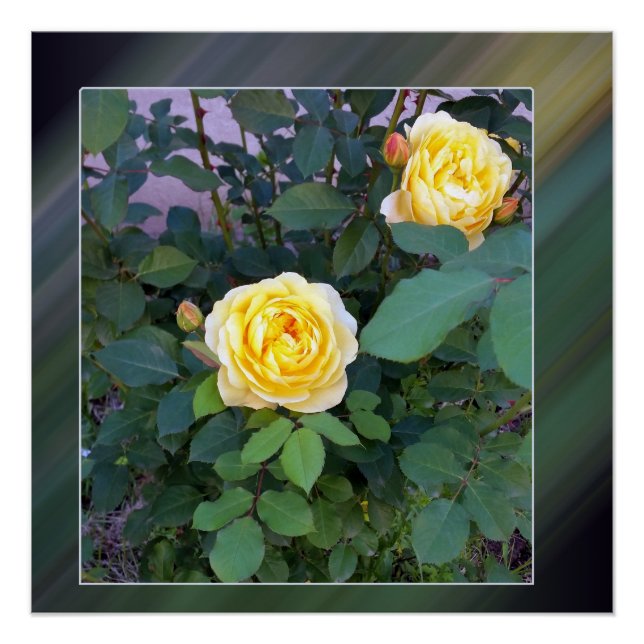 Pôster duas rosas amarelas (Frente)