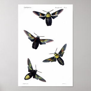 Poster Duas traças