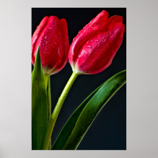 Pôster Duas Tulipas