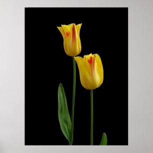 Poster Duas tulipas amarelas