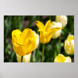 Poster Duas tulipas amarelas no campo pfoto
