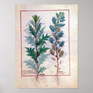 Pôster Duas variedades de Artemesia
