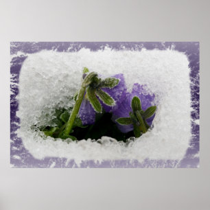Poster Duas violetas pensamentos roxas