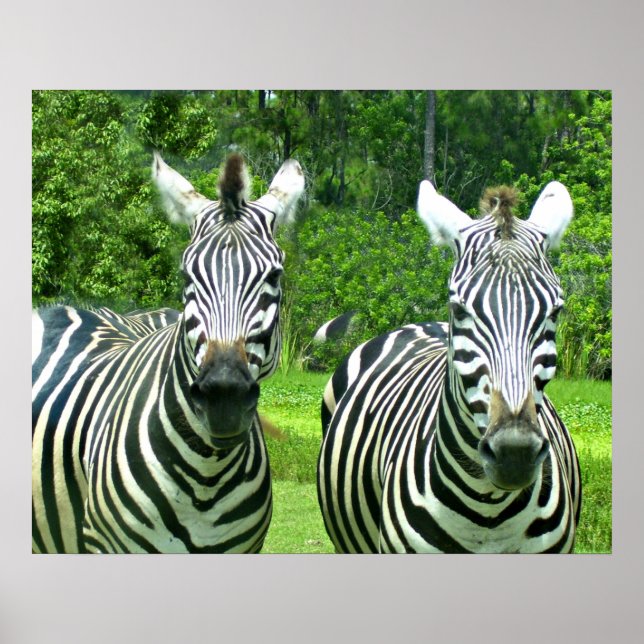 Pôster Duas Zebras em Prado Verde (Frente)