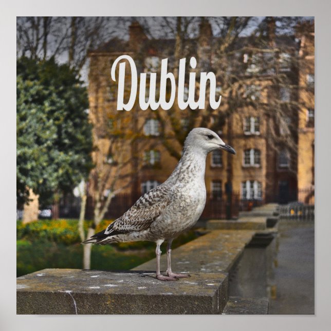 Poster Dublin Irlanda Pássaro em Brick Wall (Frente)