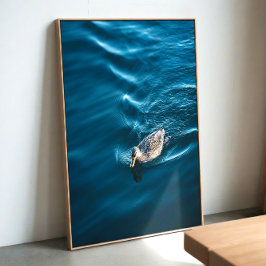 Poster Duck Swimming