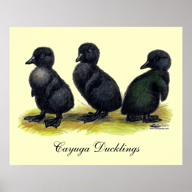 Poster Ducklings Black Cayuga (Frente)