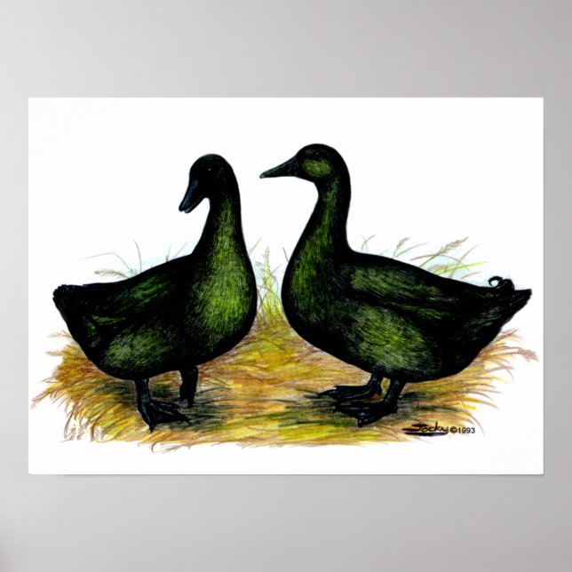 Poster Ducks:  Cayuga Pair (Frente)