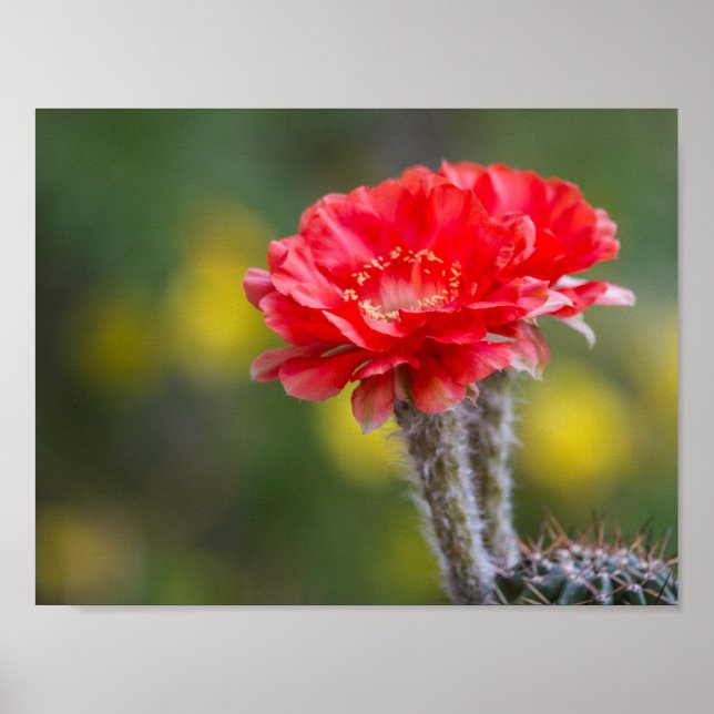 Poster Duet of firelight (Frente)