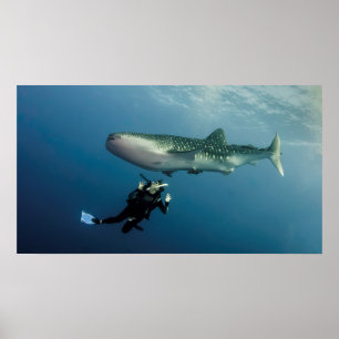 Poster Duking For Cobrir?