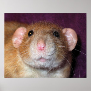 Poster Dumbo Rat