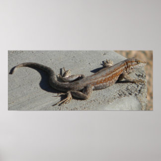 Poster dunas com lagarto de escova