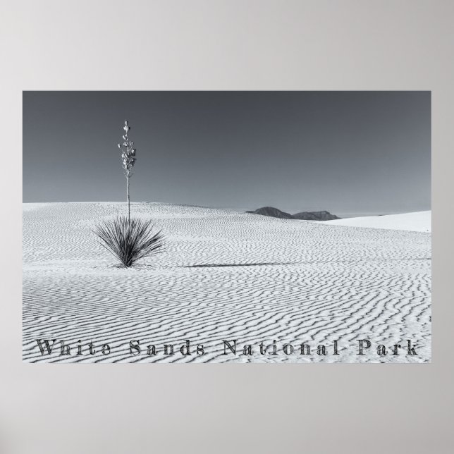 Poster Dunas de Areia do Deserto Preto e Branco com Yucca (Frente)