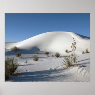 Poster Dunas Transversais e Soaptree Yucca