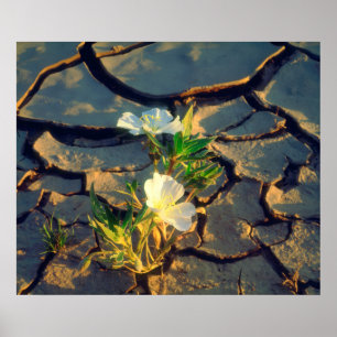 Pôster Dune Primrose growing out of Cracked Mud