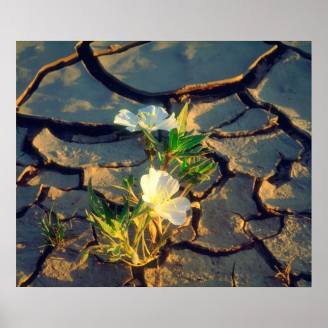 Pôster Dune Primrose growing out of Cracked Mud (Frente)