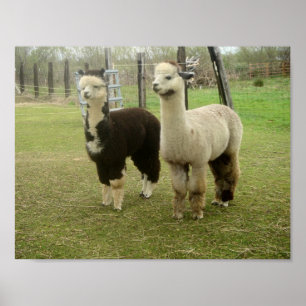 Pôster Duo da alpaca