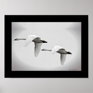 Pôster Duo da cisne