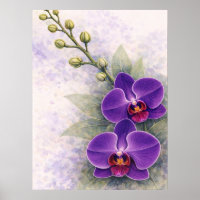 Duo de Flores de Orquídea Roxa Botânica
