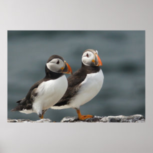 Poster Duo do papagaio-do-mar