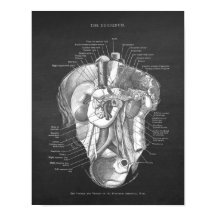 Duodeno Anatomia Arte Gastroenterologista Decor de