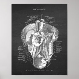 Poster Duodeno Anatomia Arte Gastroenterologista Decor de