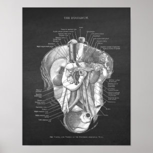 Poster Duodeno Anatomia Arte Gastroenterologista Decor de