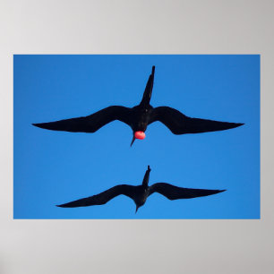 Poster Duplos pássaros