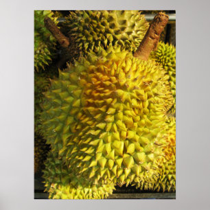Poster Durian Fruta