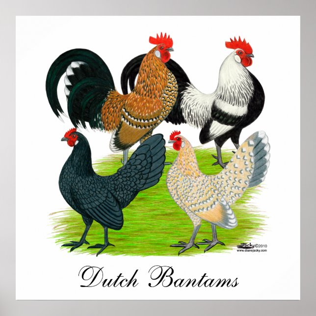 Poster Dutch Bantam Quartet (Frente)