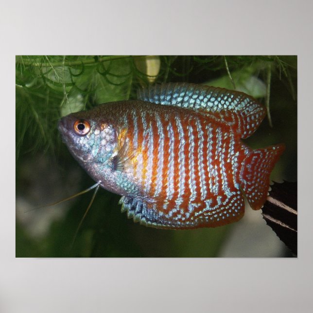 Pôster Dwarf Gourami - Colisa lalia (Frente)