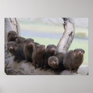 Poster Dwarf Mongoose Pack