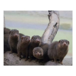 Pôster Dwarf Mongoose Pack