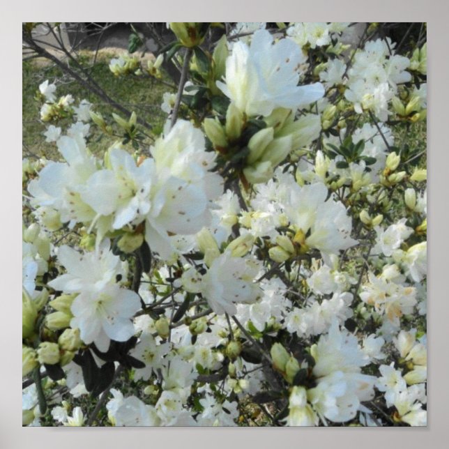 Poster Dwarf White Azaleas (Frente)