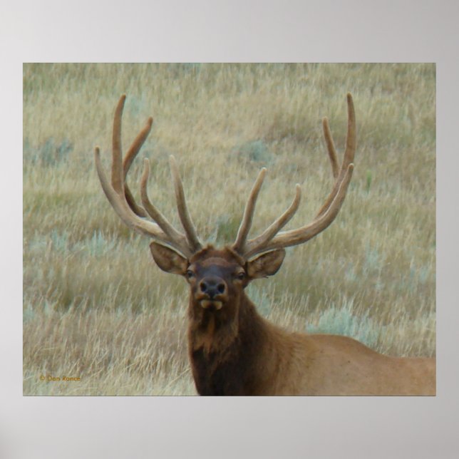 Poster E10 Alce Macho em Antler em Crescimento Tiro na Ca (Frente)