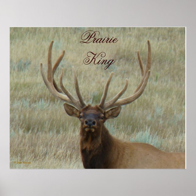 Poster E10 Alce Macho em Antler em Foto de Cabeça (Frente)